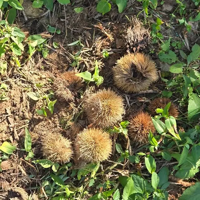 Des châtaignes dans leurs bogues, sur l'herbe.